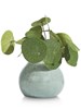 Carafe-Amalfi-h15-47133BLW-02-Coco-Maison
