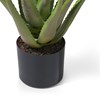 Plante-Aloe-50cm-39122-GRN-03-Coco-Maison