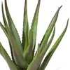 Plante-Aloe-50cm-39122-GRN-04-Coco-Maison