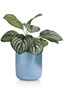 Plante-Peperomia-30cm-41750-GRN-02-Coco-Maison