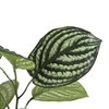 Plante-Peperomia-30cm-41750-GRN-03-Coco-Maison