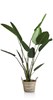 Plante-Strelitzia-Nicolai-150cm-44351-GRN-02-Coco-Maison