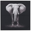Cadre-elephant-bois-papier-noir-blanc-86302-Jolipa