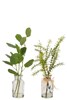 Eucalyptus-vase-verre-12514