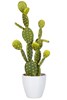 Figuier-De-Barbarie-60585-Vert-Large-01-Jolipa
