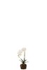 Orchidee-terre-blanc-vert-s-12486