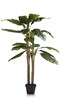 Plante-Banana-Tree-140cm-41991-GRN-01-Coco-Maison
