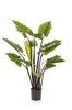 Plante-Colocasia-130cm-47945-GRN-01-Coco-Maison