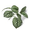 Plante-Peperomia-30cm-41750-GRN-01-Coco-Maison