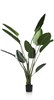 Plante-Strelitzia-Nicolai-150cm-44351-GRN-01-Coco-Maison