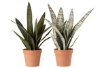 Plante-articielle-sanseveria-4113-vert-terracotta-large-Jolipa