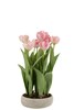 Tulipe-pot-ciment-gris-rose-vert-12500