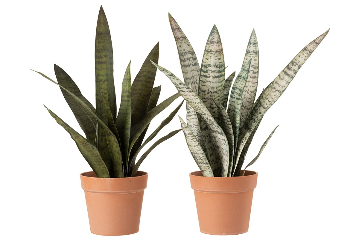 Sanseveria 4113