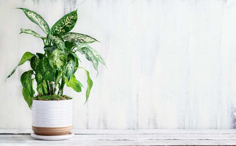 © Adobe Stock - Dieffenbachia